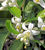 Citronnier