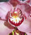 Cymbidium