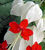 Cl&eacute;rodendron