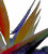 Strelitzia