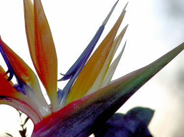 Oiseau de paradis