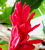 Alpinia