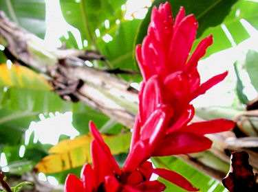 Alpinia