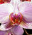 Phalaenopsis