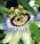 Passiflore