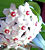 Hoya