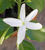 Jasmin