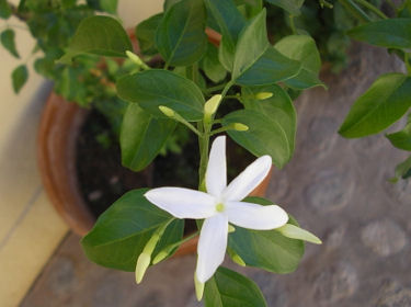 Jasmin