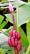 Musa