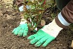 Planter un rosier en 8 &eacute;tapes