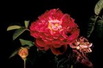 Roses anciennes