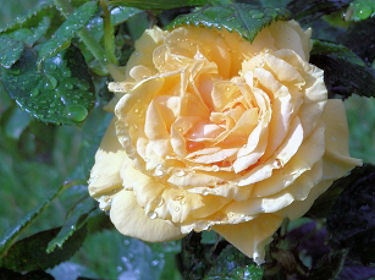 Rose Golden Lady