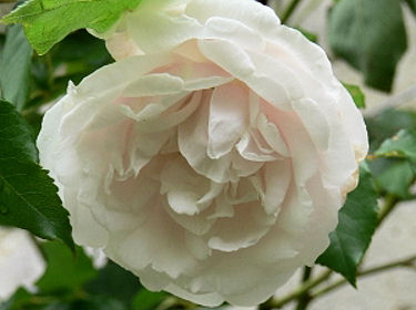 Rose Madame Alfred Carrière