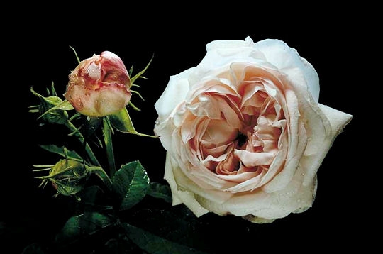Roses anciennes