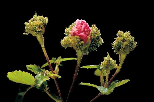 Cristata