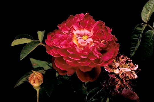 Parvifolia
