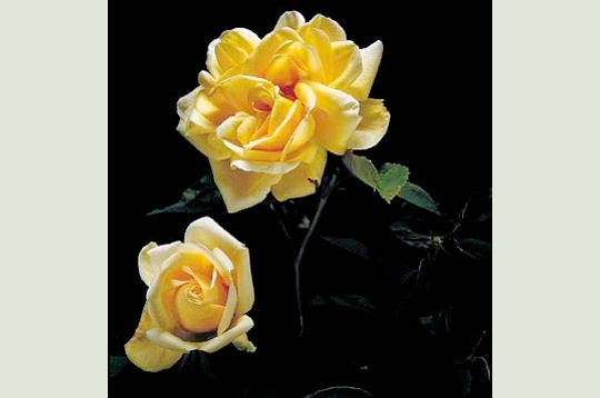 R�ve d'or