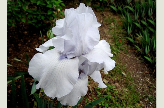 Iris de Florence