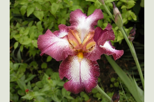 Iris moucheté
