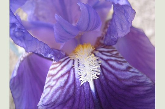 Iris sensuel