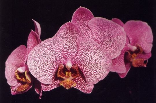 Phalaenopsis Rousserole
