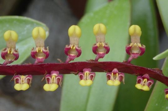 Bulbophyllum Falcatum