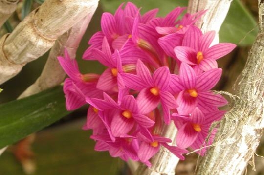 Dendrobium Miyakei