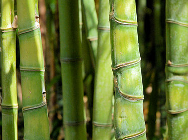 Phyllostachys aurea