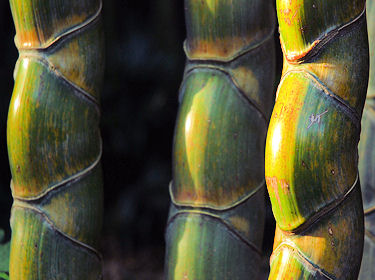 Phyllostachys pubescens heterocycla