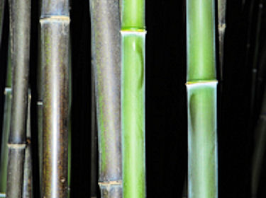 Phyllostachys viridiglaucescens