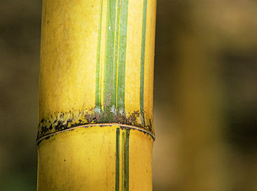 Phyllostachys viridis sulfurea