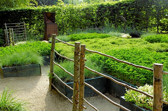 Le jardin Le chou Romanesco et la foug�re
