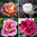 10 id&eacute;es pour un joli jardin en hiver