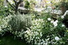 un jardin blanc