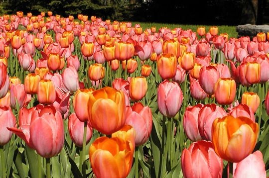 Les tulipes, au printemps