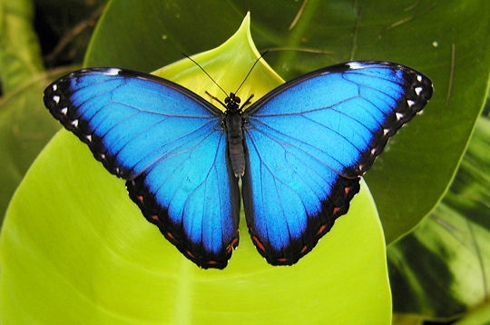 Les papillons