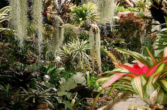 La for�t tropicale humide