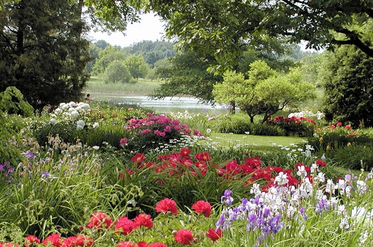Le ruisseau fleuri