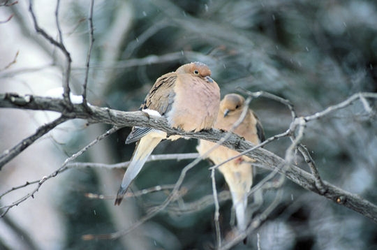 La sc�ne hivernale