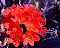Clivia