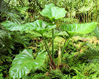 Philodendron