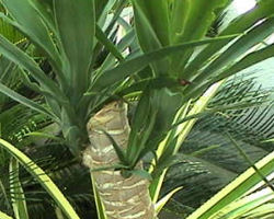 Yucca