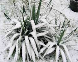 Yucca sous la neige
