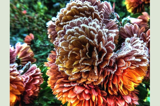 Sculptures de givre par les lecteurs