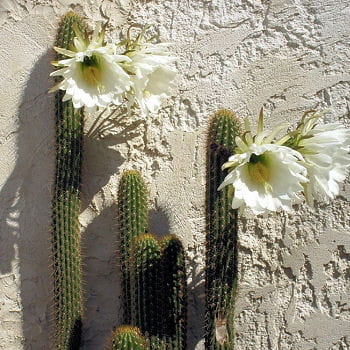 le cactus colonnaire est l'une des rares plantes qui permettent de lutter contre