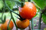 Cultiver un potager en appartement 