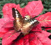 Serre aux papillons