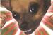 Chien