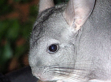 Chinchilla