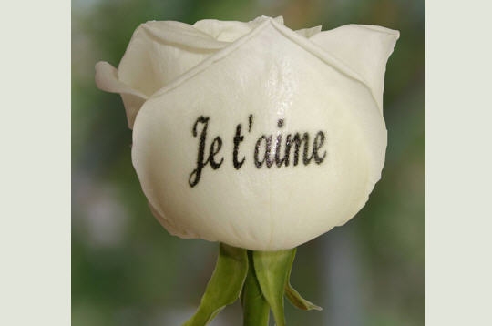 Votre déclaration d'amour écrite... sur une rose - Déclarez votre amour ...